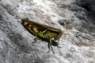 Guadalupe Mountains NP, TX