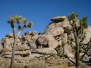 Joshua Tree NP