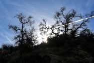 Joshua Tree NP, CA