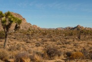 Joshua Tree NP, CA