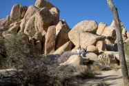 Joshua Tree NP, CA