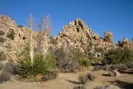 Joshua Tree NP, CA