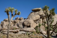 Joshua Tree NP, CA