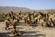 Joshua Tree NP, CA