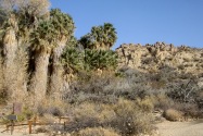 Joshua Tree NP, CA