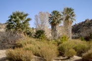 Joshua Tree NP, CA
