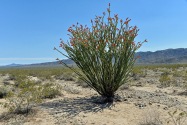 Joshua Tree NP, CA