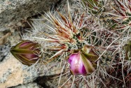 Joshua Tree NP, CA