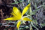 Lava Beds NP, CA