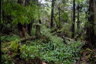 Olympic NP, WA