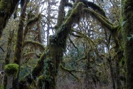 Olympic NP, WA
