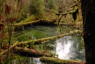 Olympic NP, WA