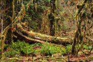 Olympic NP, WA