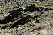 Rainbow Basin NNL, CA