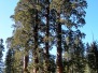 Sequoia NP