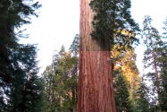 Sequoia NP, CA