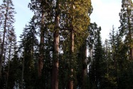 Sequoia NP, CA