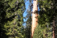 Sequoia NP, CA