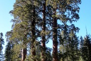 Sequoia NP, CA