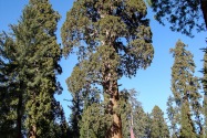 Sequoia NP, CA