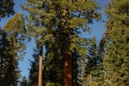 Sequoia NP, CA