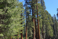 Sequoia NP, CA
