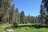 Sequoia NP, CA
