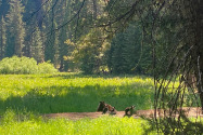 Sequoia NP, CA