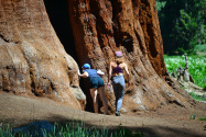 Sequoia NP, CA