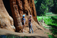 Sequoia NP, CA