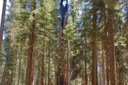 Sequoia NP, CA