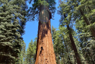 Sequoia NP, CA
