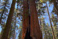 Sequoia NP, CA