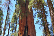 Sequoia NP, CA