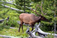 Yellowstone NP, WY