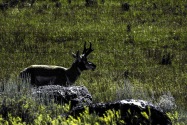 Yellowstone NP, WY