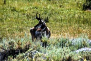 Yellowstone NP, WY