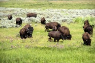 Yellowstone NP, WY