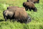 Yellowstone NP, WY