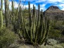 Organ Pipe Cactus NM