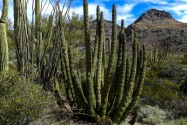 Organ Pipe Cactus NM, AZ