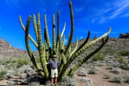Organ Pipe Cactus NM, AZ