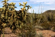 Organ Pipe Cactus NM, AZ