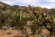 Organ Pipe Cactus NM, AZ