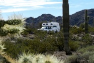Organ Pipe Cactus NM, AZ
