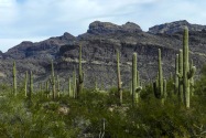 Organ Pipe Cactus NM, AZ