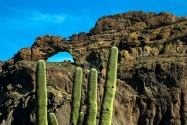 Organ Pipe Cactus NM, AZ