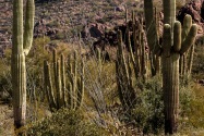 Organ Pipe Cactus NM, AZ