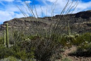 Organ Pipe Cactus NM, AZ