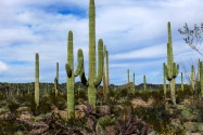 Organ Pipe Cactus NM, AZ